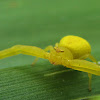 Crab-spider