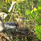 Anhinga