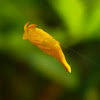 Dead leaf Mimicking Spider/Drag tail spider