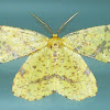 False Crocus Geometer Moth