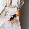 Large Mud-nesting Wasp