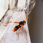 Large Mud-nesting Wasp