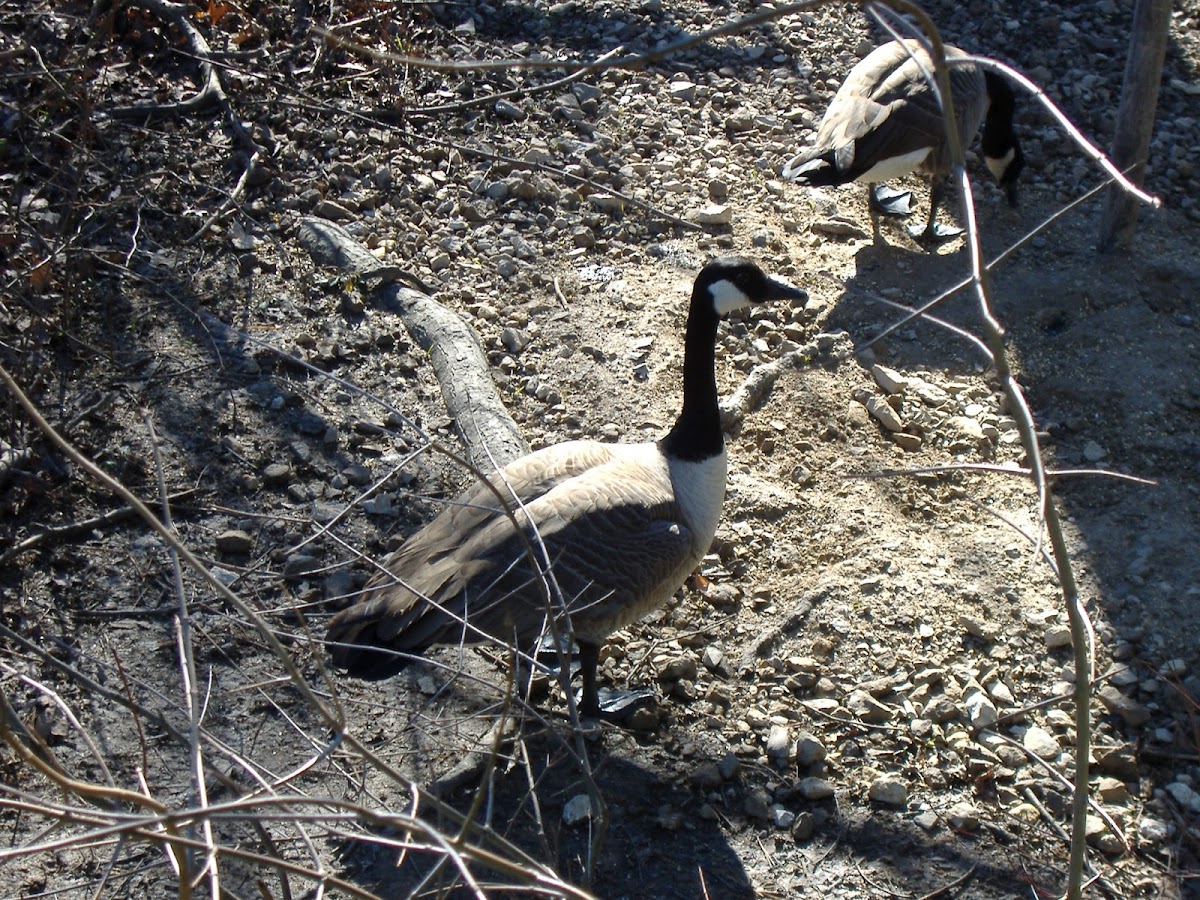 Canada Goose