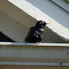 European Starling