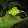 Giant Katydid Nymph