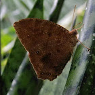 evening brown butterfly