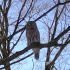 Barred Owl (female)