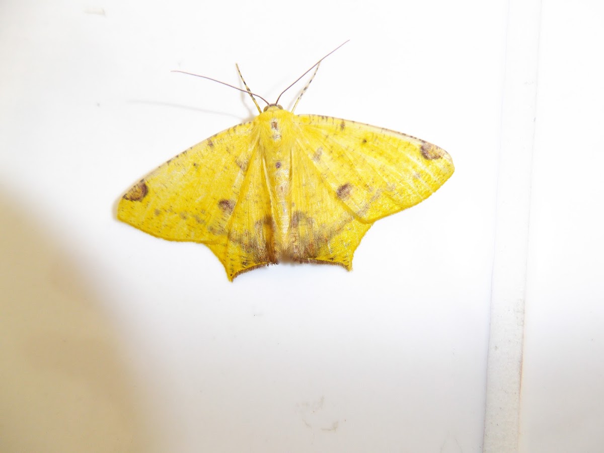 Swallow-tailed Moth