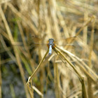 Blue Dasher