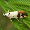 Oecophorid Moth