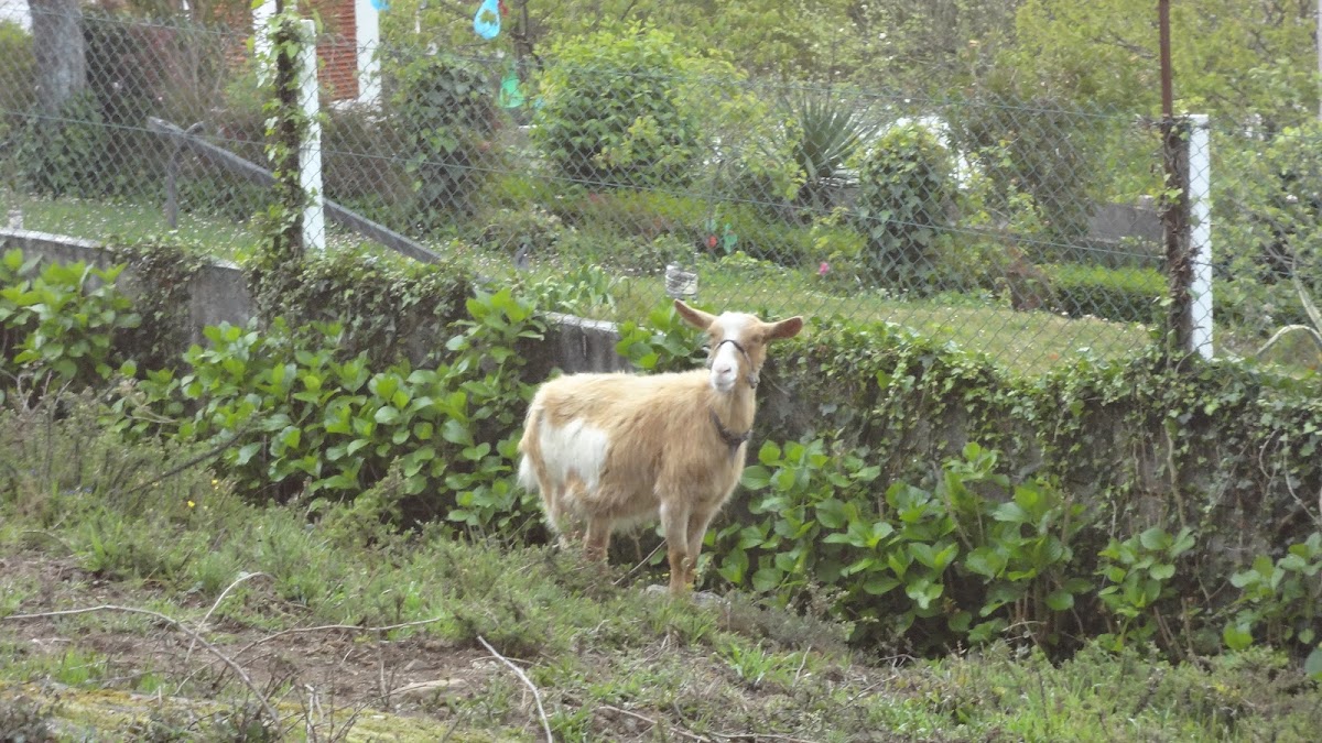 cabra común(es) domestic goat(en)