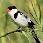Pin-tailed whydah, male