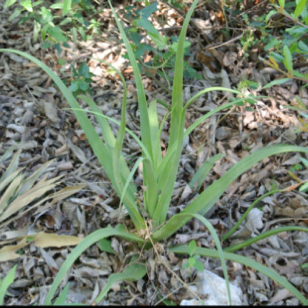 Calamar Agave | Project Noah