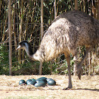 Emu