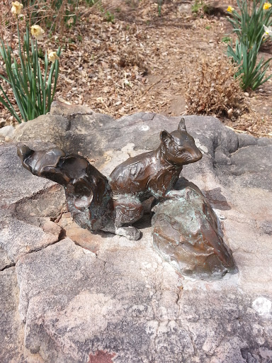 Bronze Squirrel