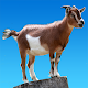 Download Yelling goats For PC Windows and Mac 1.14