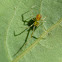 Tangle Web Spider