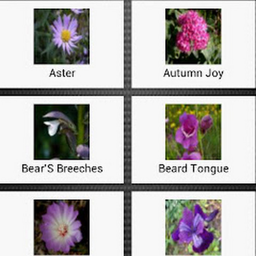 Pansy Flower Name In Sanskrit