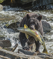 The Salmon are running by Brent Morris - Animals Other Mammals