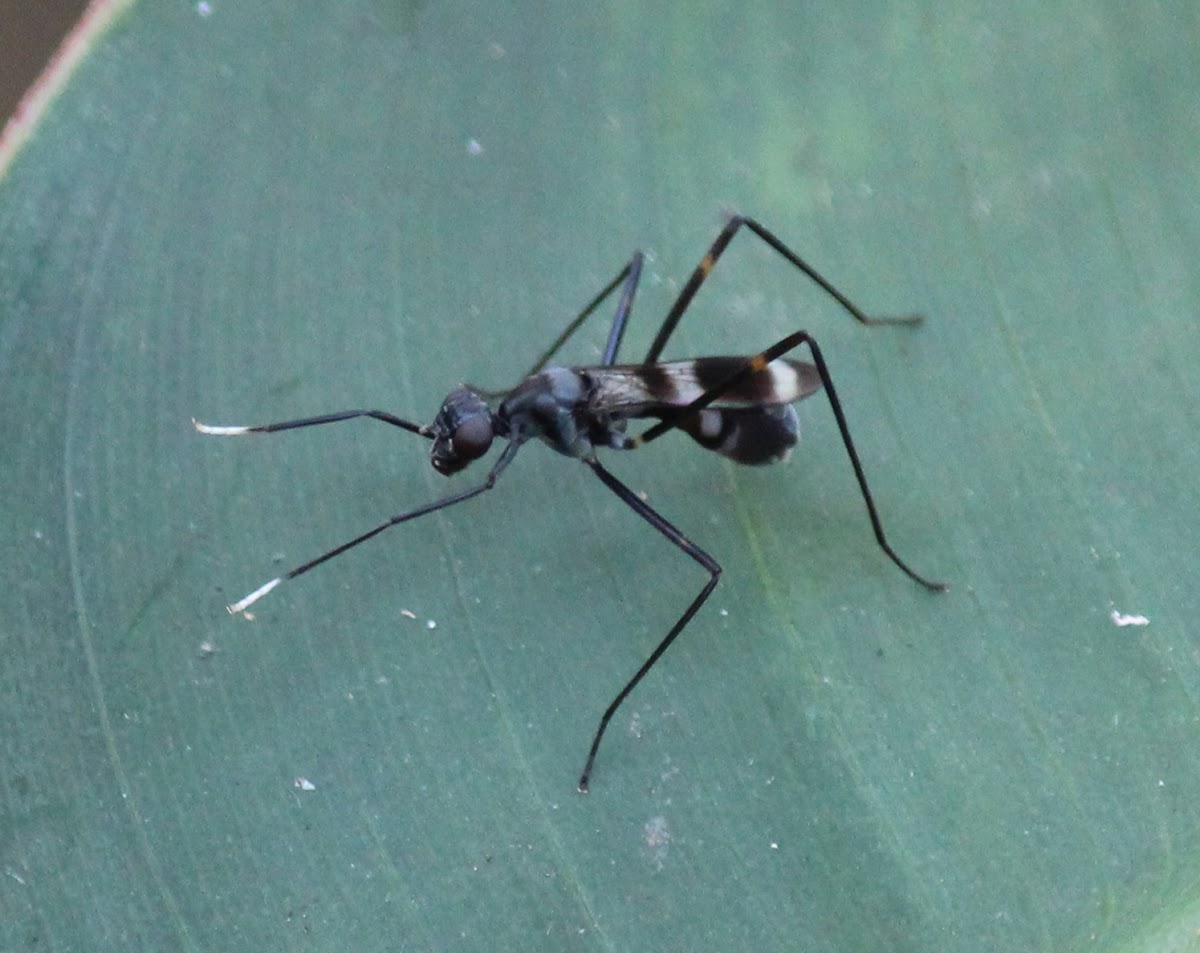 Black Stilt-legged Fly