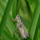 Grasshopper