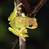 Rana aroborícola, Tree frog