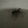 Recluse Spider (generic)