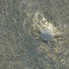 White Sea Crab (?)