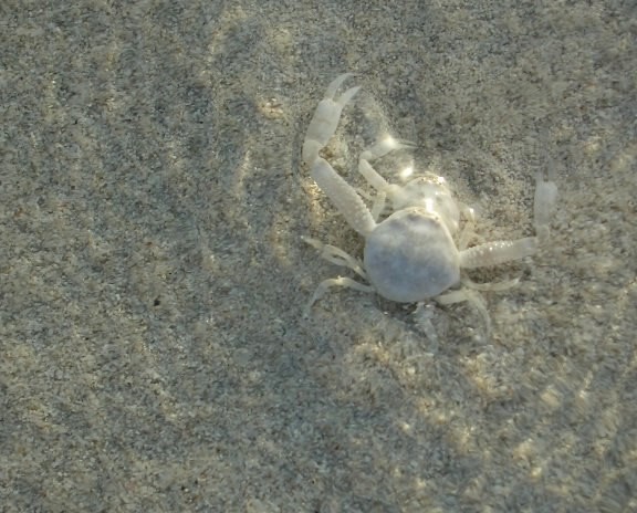 White Sea Crab (?)