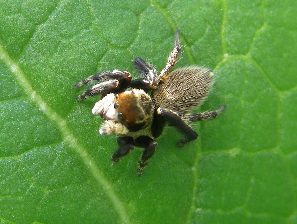 Jumping Spider (male)