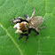 Jumping Spider (male)