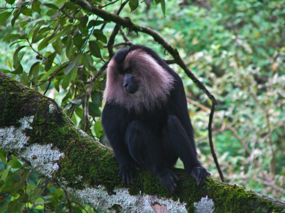 lion tailed macaque