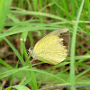 Spotless Grass Yellow