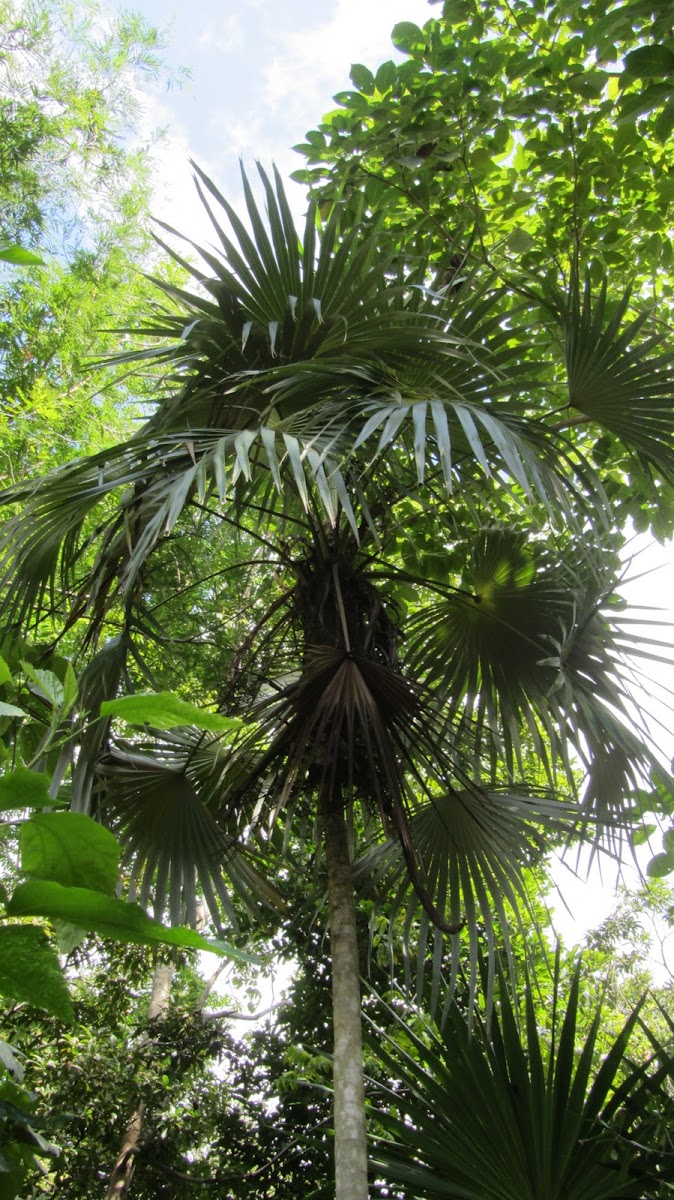 Mexican silver palm