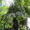 Mexican silver palm