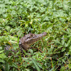 Spectacled Caiman