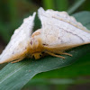 Monkey Moth