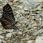 Spotted Zebra Butterfly