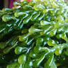 Lato Seaweed
