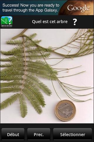 quel arbre est ce