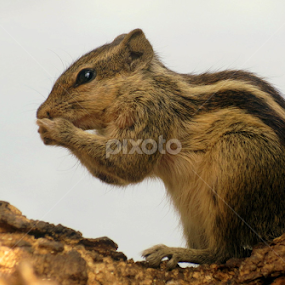 Namaste by Anumita Das - Animals Other Mammals