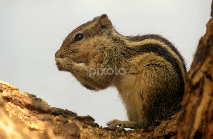 Namaste by Anumita Das - Animals Other Mammals