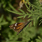 American Snout Butterfly