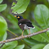 Common, or Indian, Mynah
