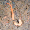 Australian land flatworm (Platyhelminthes)