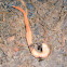 Australian land flatworm (Platyhelminthes)