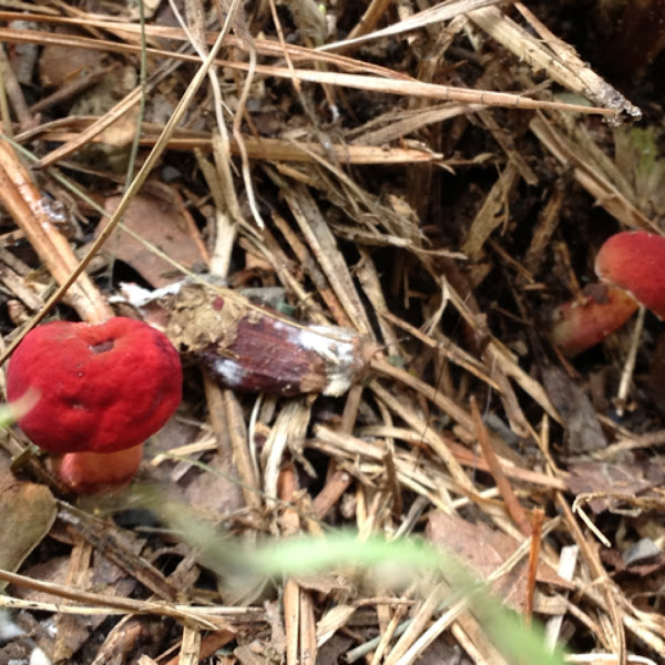 Ruby Bolete Project Noah