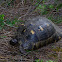 Marginated tortoise (Κρασπεδωτή χελώνα)