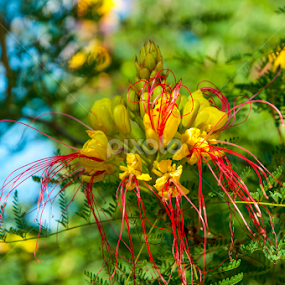 Colorful by Luana Racan - Nature Up Close Other Natural Objects