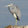 Tricolored heron